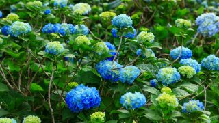 あじさい 2025.5.19 25年開花情報第3号 Flowering information NO3 | よへな