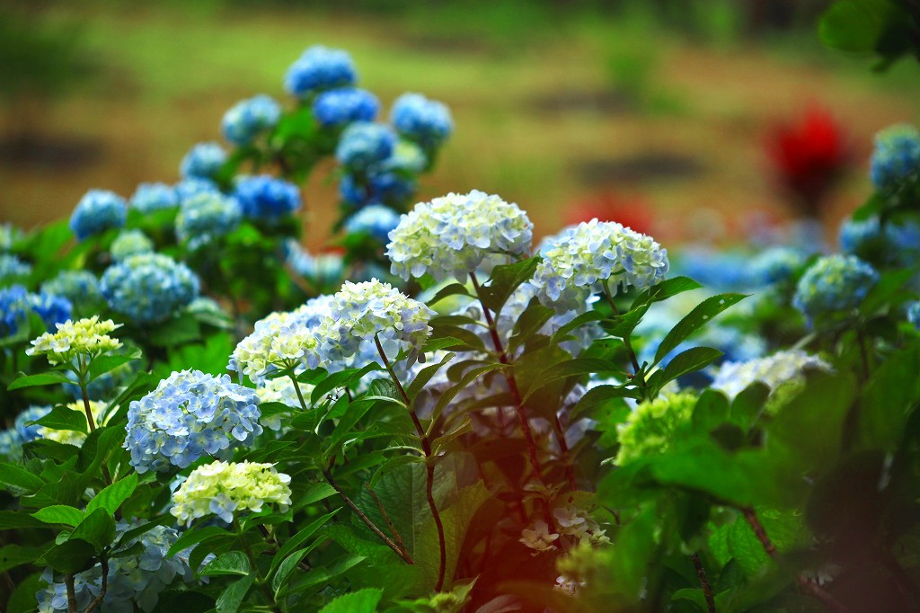 2025.5.30 25年開花情報第5号 Flowering information NO5 | よへ