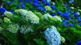 2025.6.9 25年開花情報第7号 Flowering information NO7 | よへな